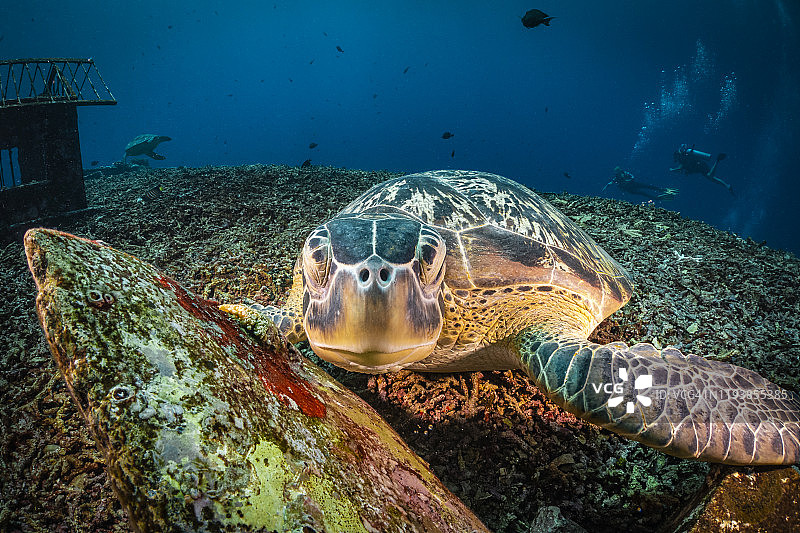 近距离的海龟躺在海底看相机图片素材