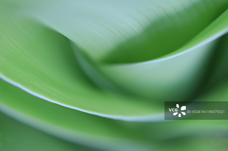 绿色热带叶子抽象，选择性聚焦在叶子边缘#7图片素材