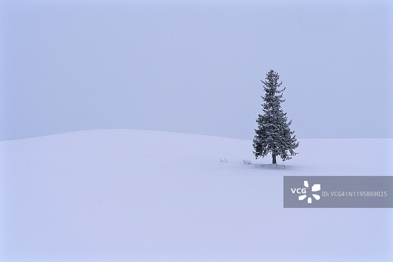 日本北海道，北海道，冬季雪地上著名的孤独圣诞树图片素材