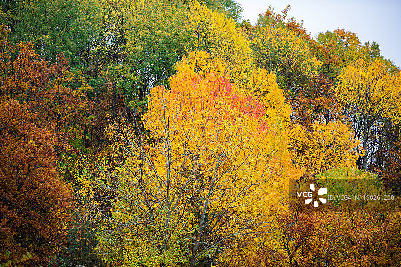 秋天的树图片素材