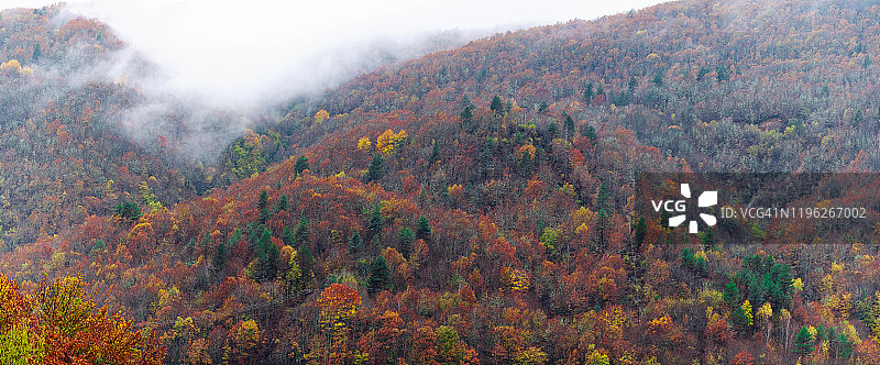 森林里的秋天图片素材