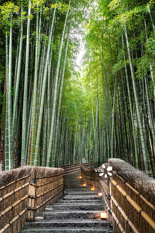 日本京都的竹林。图片素材
