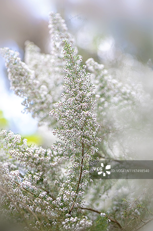特写的美丽的春天开花的Erica Arborea也被称为石楠根白花图片素材