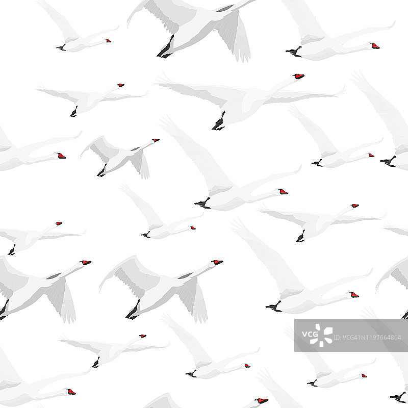 飞行的天鹅。白色背景。无缝模式矢量图像。图片素材