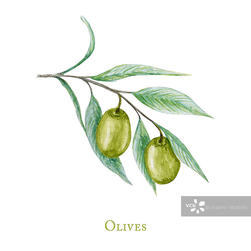 水彩绿色橄榄树枝叶果实，现实橄榄植物插图孤立在白色背景，手绘，新鲜成熟的樱桃收集为标签，卡片设计理念。图片素材