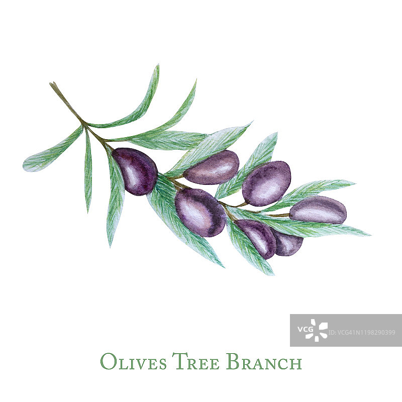 水彩黑橄榄树枝叶果实，现实橄榄植物插图孤立在白色背景，手绘，新鲜成熟的樱桃收集标签，卡片设计概念。图片素材