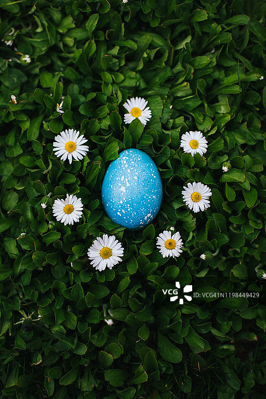 一个彩色的蓝色复活节彩蛋平躺在白色小花间的绿色草地上图片素材
