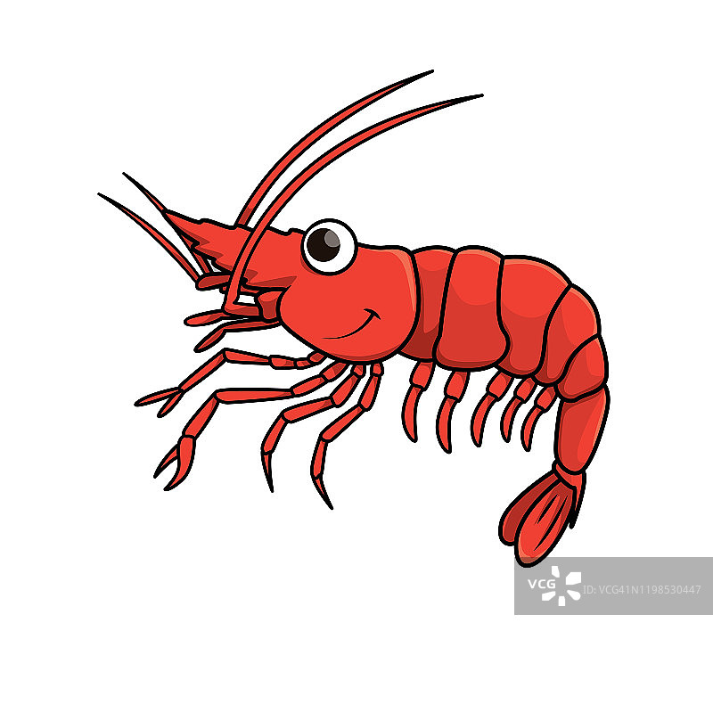 在白色背景上分离的虾的载体插图。图片素材