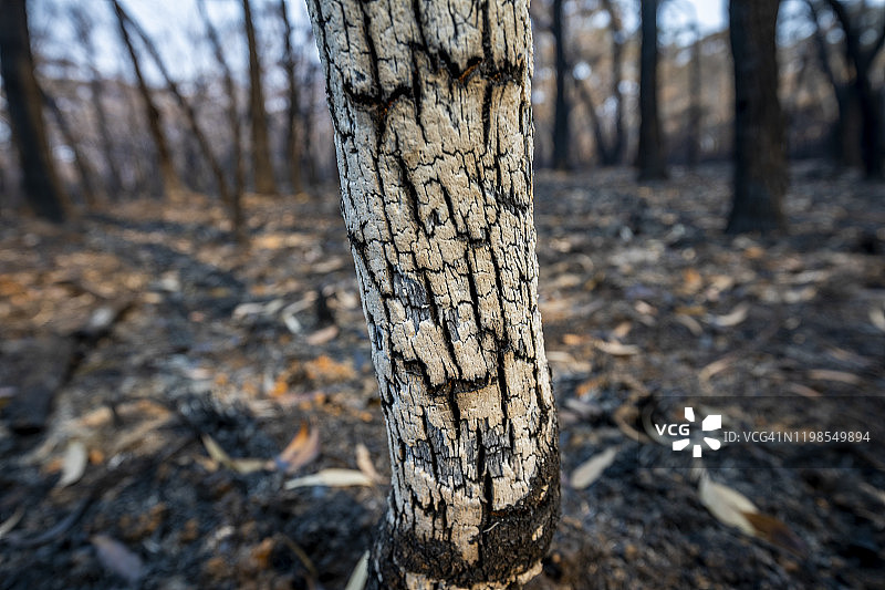 在澳大利亚的森林火灾后，烧焦的景观和烧焦的树干图片素材