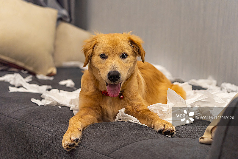 可爱的小金狗在沙发上玩纸巾图片素材