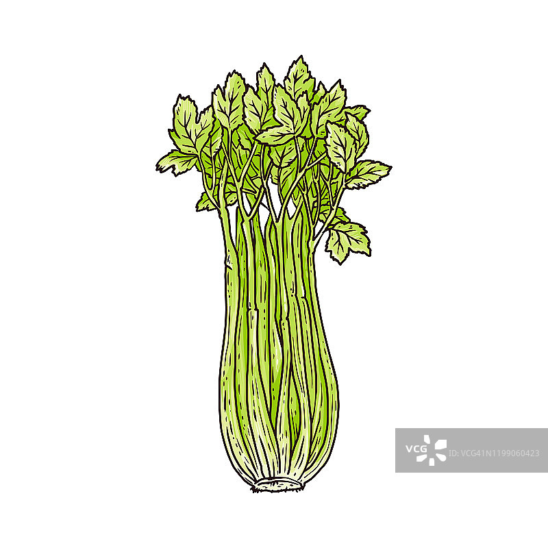 芹菜绿叶和茎素描涂鸦矢量插图孤立。图片素材