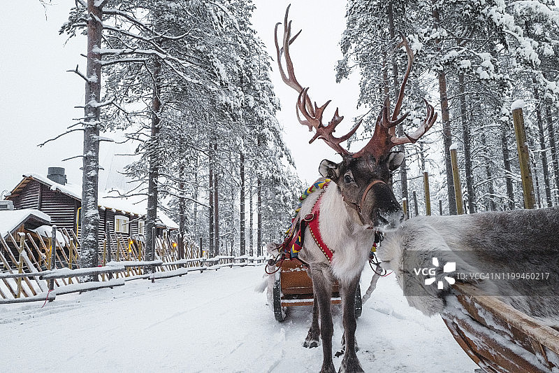 冬天，芬兰罗瓦涅米的圣诞老人村，驯鹿在拉雪橇图片素材