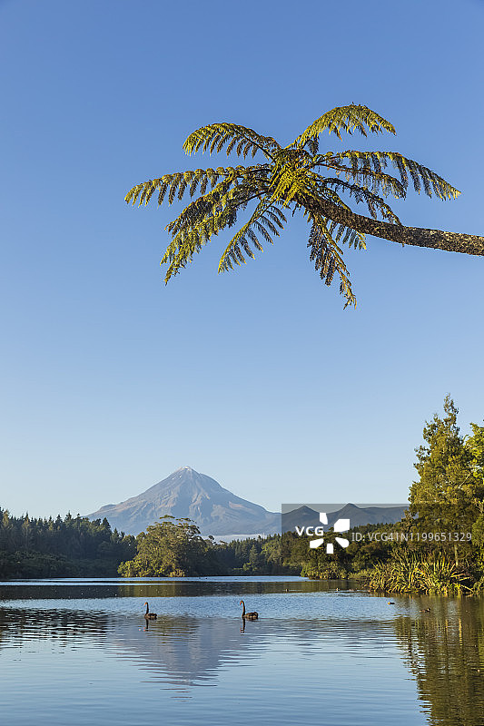 新西兰，棕榈树在黑天鹅(天鹅座)游泳在湖和遥远的塔拉纳基火山图片素材