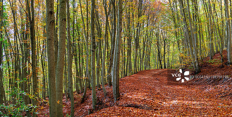 秋天的造物在森林里图片素材