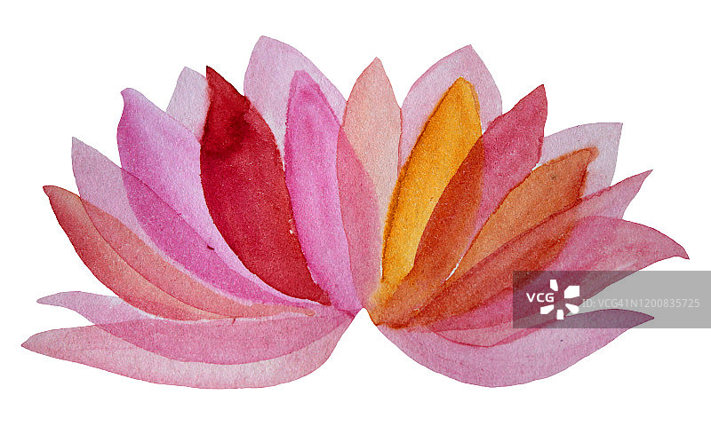 水彩手绘粉红色的花莲花孤立在白色的背景图片素材