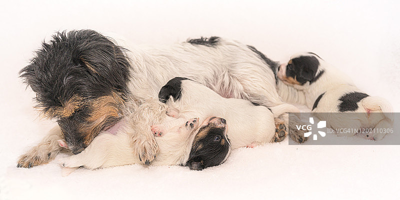 3周大的幼崽。纯种的非常小的杰克罗素梗宝宝和她的母亲。新生的小狗在母狗旁边喝水图片素材