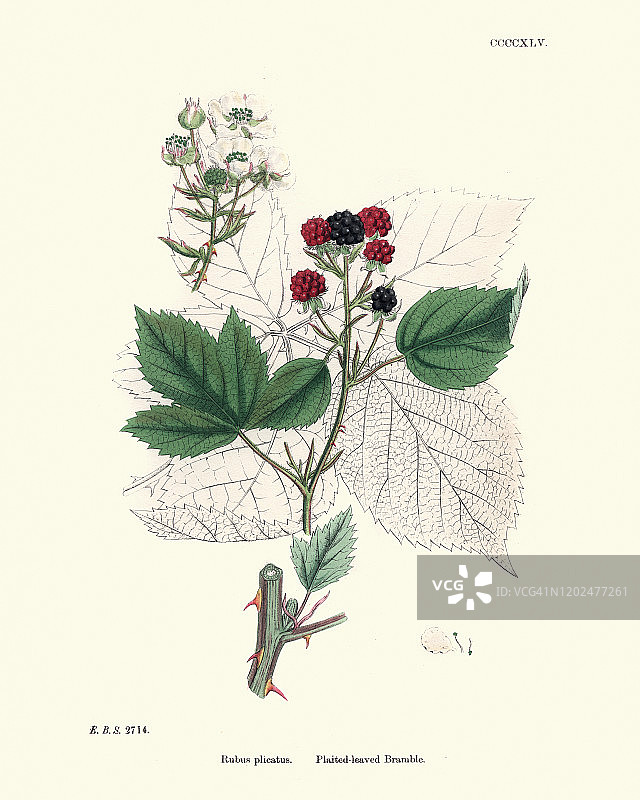 悬钩子，黑莓或辫叶的树莓，植物印花图片素材