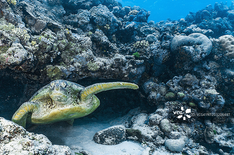 一只巨大的绿海龟从大堡礁的一个洞穴里钻出来图片素材