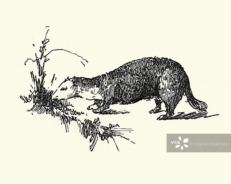 黄鼠狼素描，19世纪图片素材