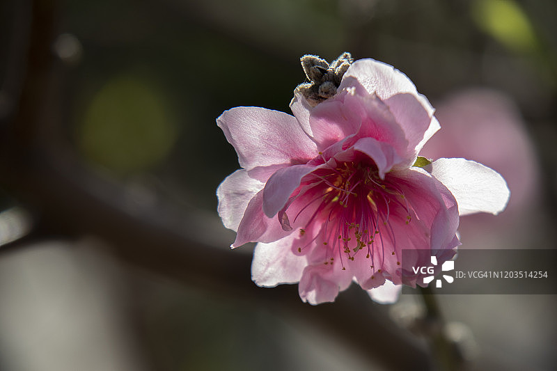 桃花在阳光下绽放图片素材