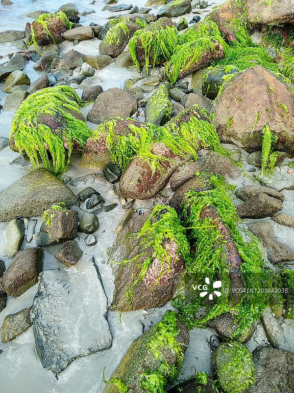 巴西海滩岩石上的海藻。藻类。图片素材