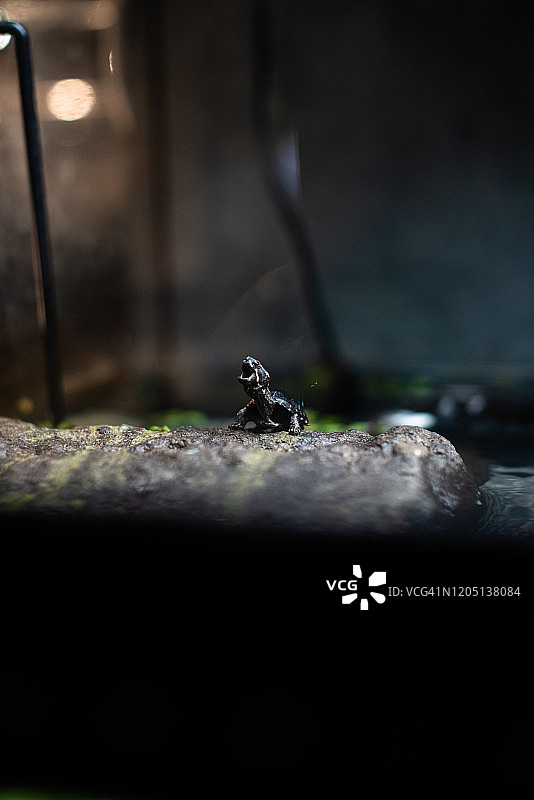 可爱的小黑龟对石dof锐利聚焦空间文字宏观爬行动物丛林水族馆家可爱的宠物图片素材