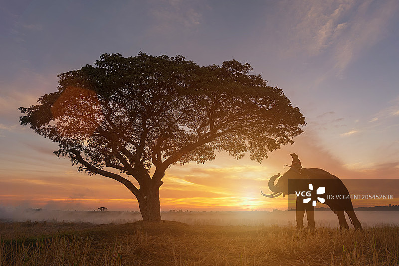 大象的剪影在日落，剪影大象的背景，大象泰国素林。图片素材