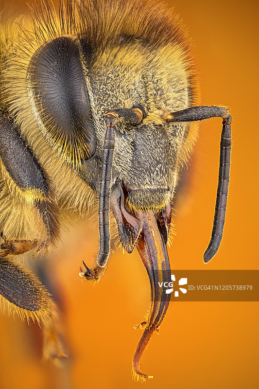 蜜蜂的头图片素材