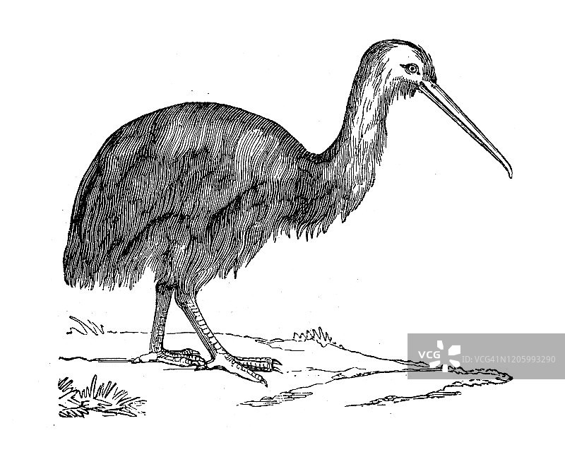 古董动物插图:无翅鸟，几维鸟图片素材