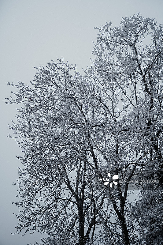 这里有些秃树在冬天结霜即将成熟图片素材