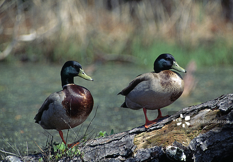 Chincoteague国家野生动物保护区图片素材