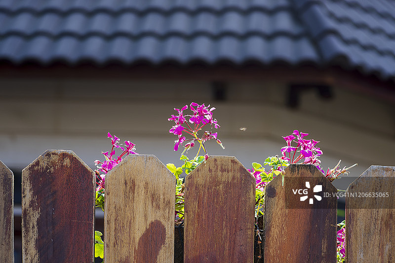 春天，美丽的花朵盛开在房子的木栅栏上图片素材
