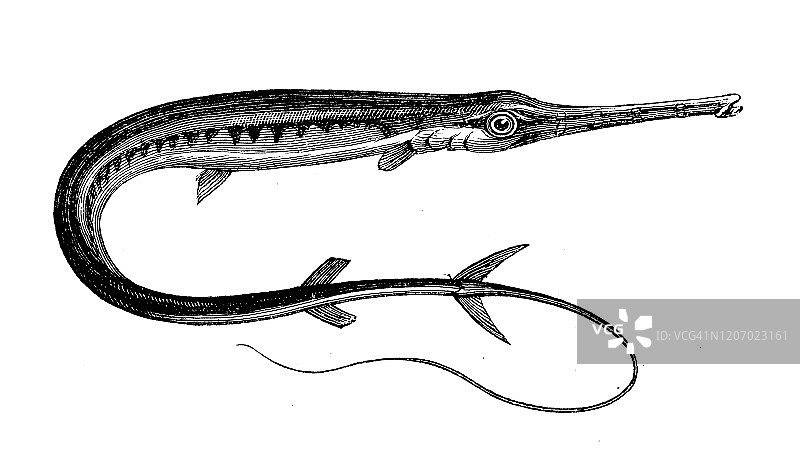 古董动物插画:红角鱼(瘘管)图片素材