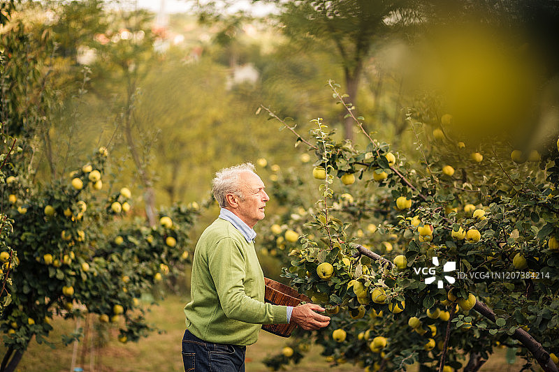 一位老人正在从他的果园里收获成熟的木瓜图片素材