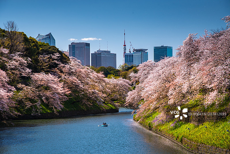 樱花盛开在东京千鸟渊公园，日本图片素材