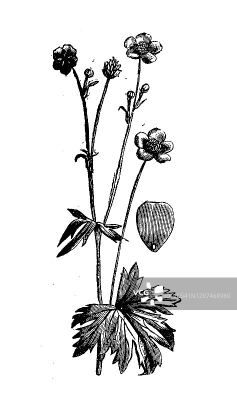 古植物学插图:毛茛、草甸毛茛图片素材