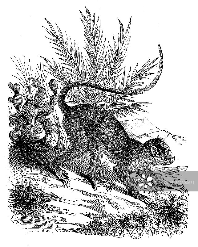 古董动物插图:灰叶猴(Semnopithecus)图片素材