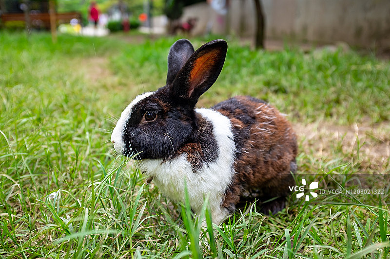 家养宠物兔(Oryctolagus cuuniculus)在公园的绿草地上图片素材