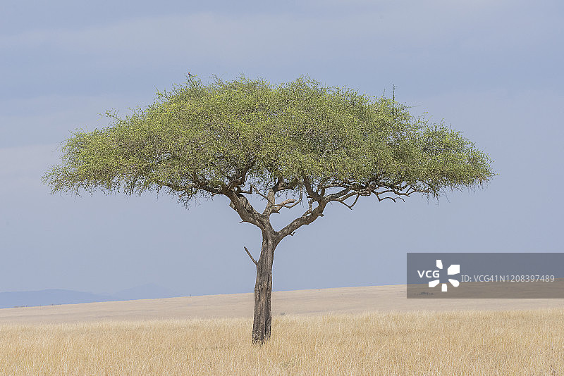 一棵美丽的金合欢树屹立在非洲大草原上图片素材