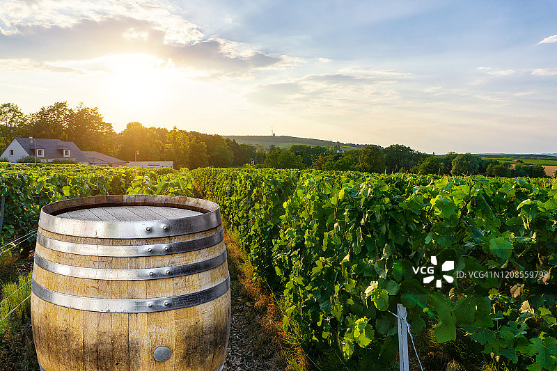 香槟葡萄园与老木桶排葡萄绿色葡萄在香槟葡萄园的背景在蒙太尼德兰斯图片素材