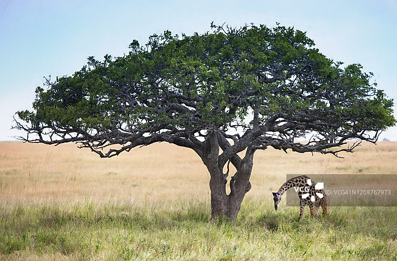 塞伦盖蒂的金合子树下的长颈鹿图片素材