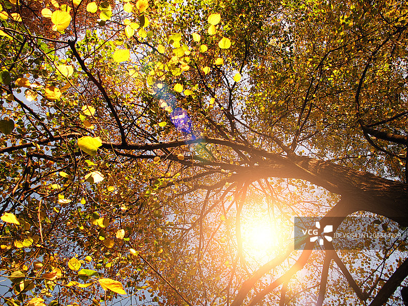 秋天，阳光透过黄树的树枝图片素材