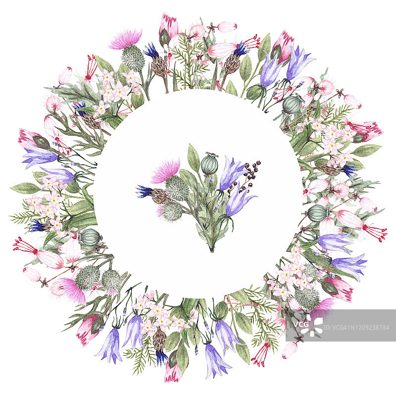 圆形水彩框架与野花:蓟，铃，勿忘我，罂粟花蕾和草。水彩手绘插图。图片素材