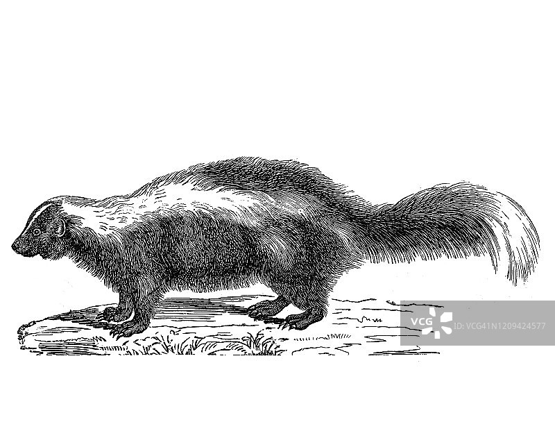 古老的雕刻插图臭鼬-食肉动物。古董插图，流行百科全书出版1894年。这幅作品的版权已过期图片素材