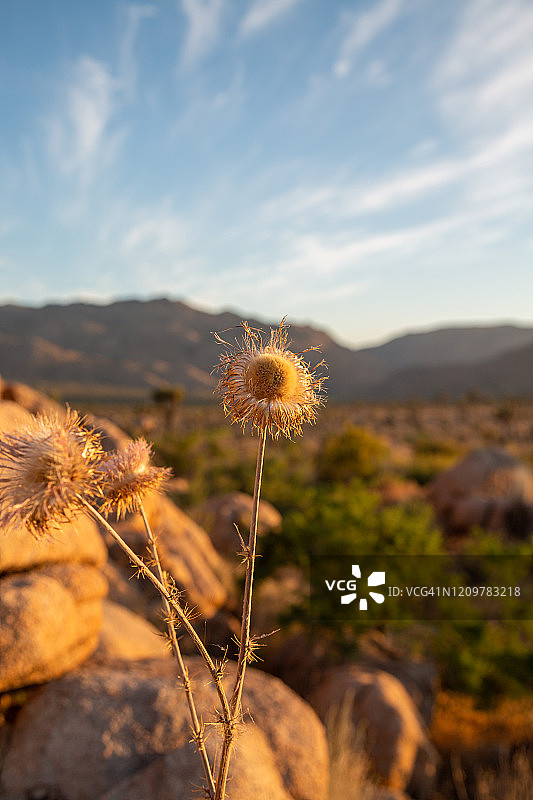 莫哈韦沙漠之花背景图片素材
