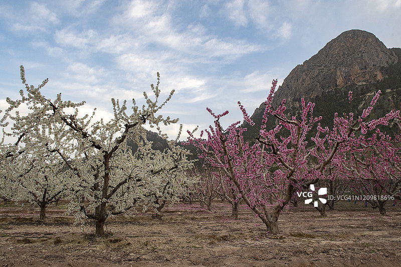 在西班牙东南部的果树开花-李树和不同品种的桃子颜色的田野。图片素材
