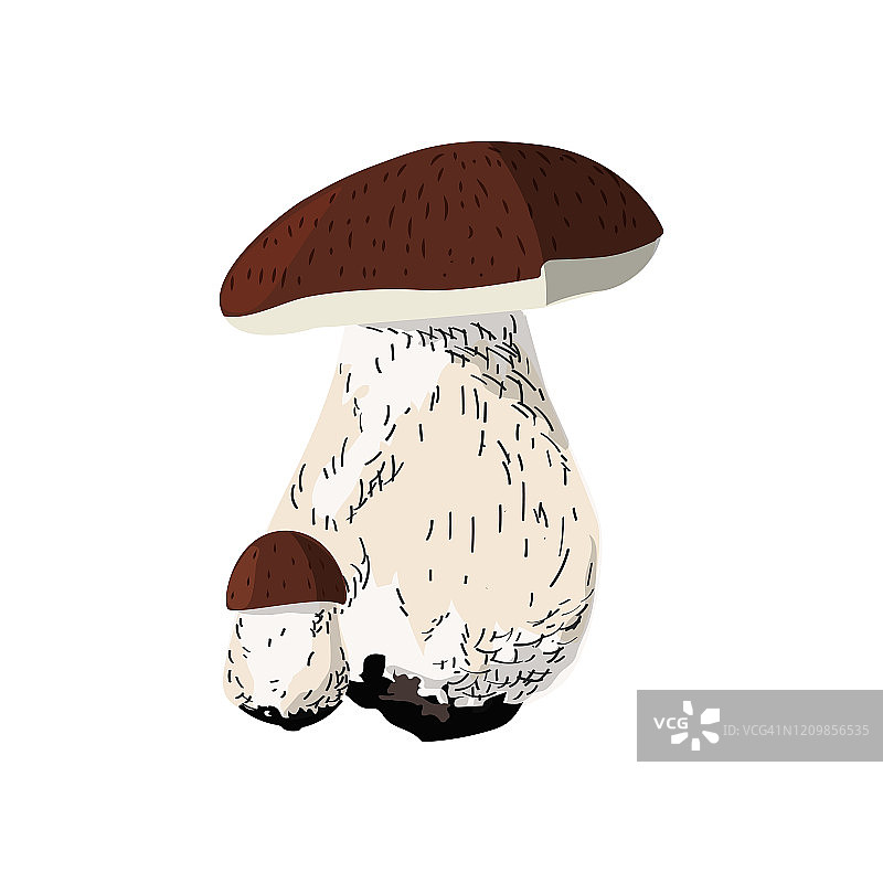 小而大。秋收野蘑菇。牛肝菌属菌类可食的。图片素材