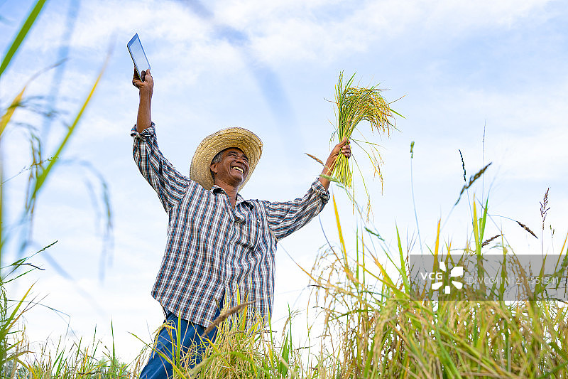 快乐的泰国男性农民在泰国农村收割水稻。图片素材