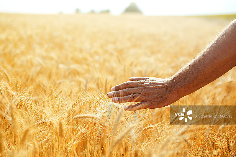 农夫的手抚摸着金黄色的麦穗。农民在田间巡视小麦作物。图片素材