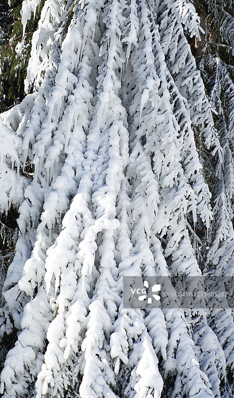 喀尔巴阡山景，冬季松树。图片素材